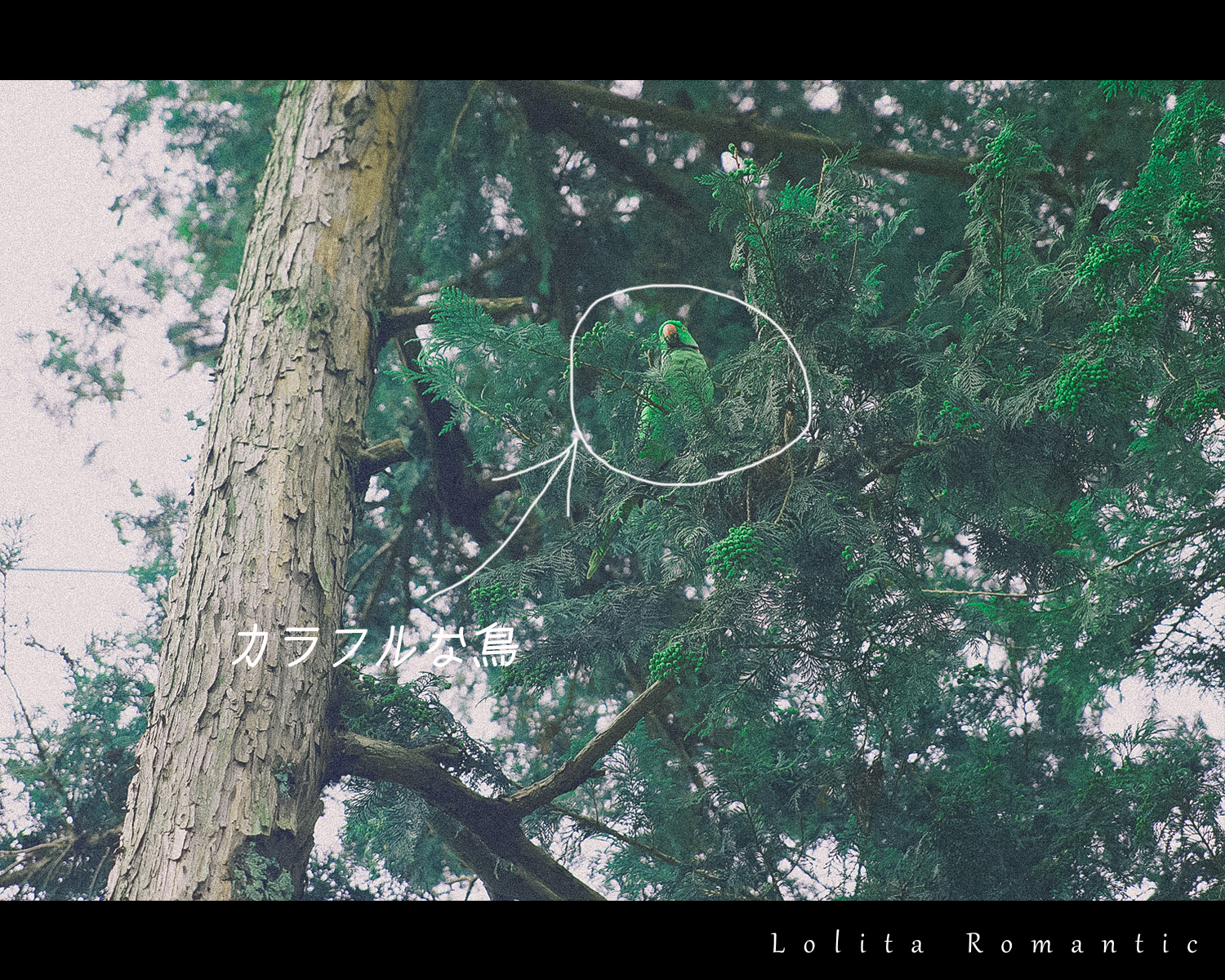 nana女の子の休日横_bird